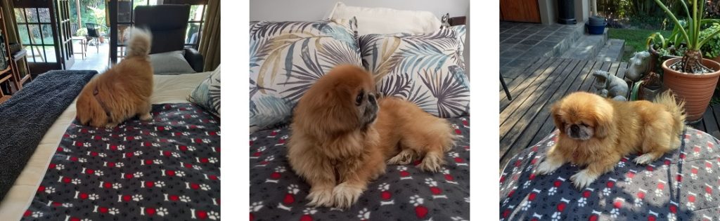 dog on pee pad mat